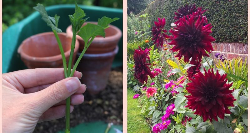 Reproduction of dahlias