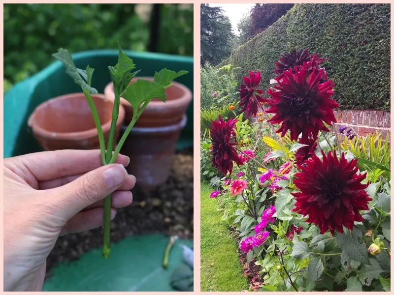 Reproduction of dahlias