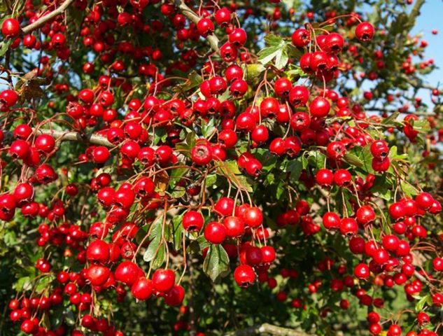 Reproduction of hawthorn seeds at home