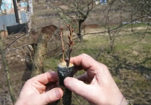 Reproduction of hawthorn seeds at home