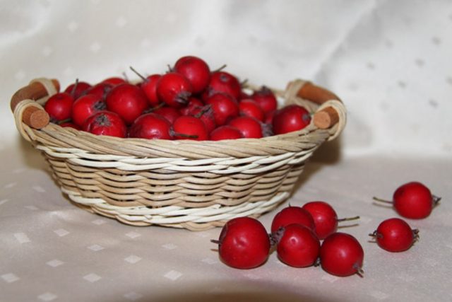 Reproduction of hawthorn seeds at home