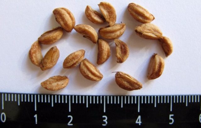 Reproduction of hawthorn seeds at home