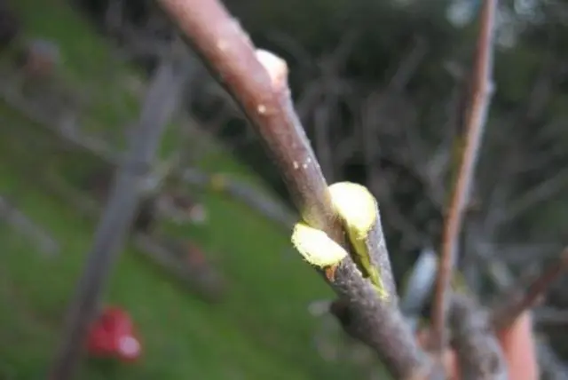 Reproduction of hawthorn seeds at home