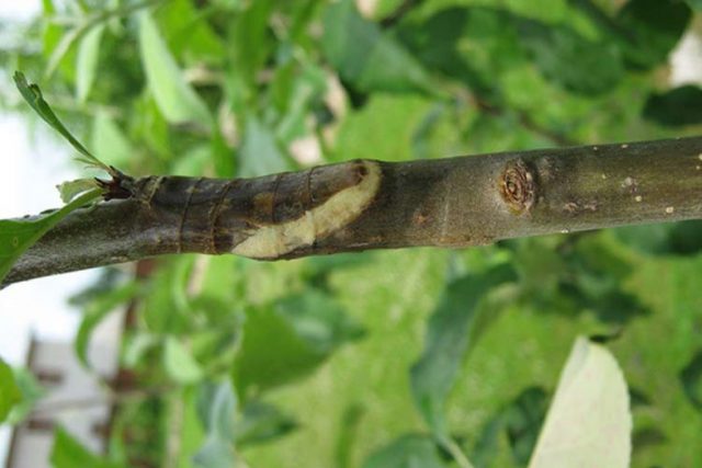 Reproduction of hawthorn seeds at home