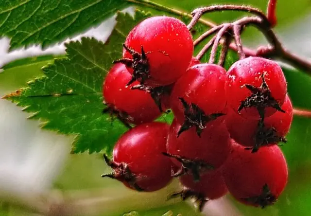 Reproduction of hawthorn seeds at home