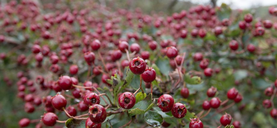 Reproduction of hawthorn seeds at home