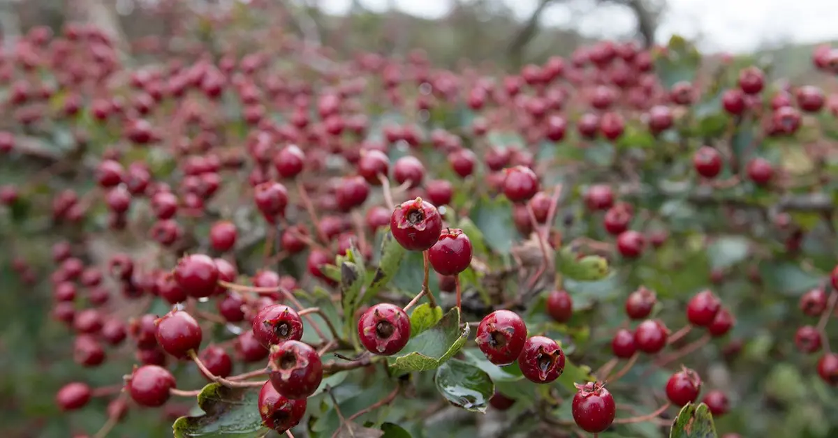 Reproduction of hawthorn seeds at home