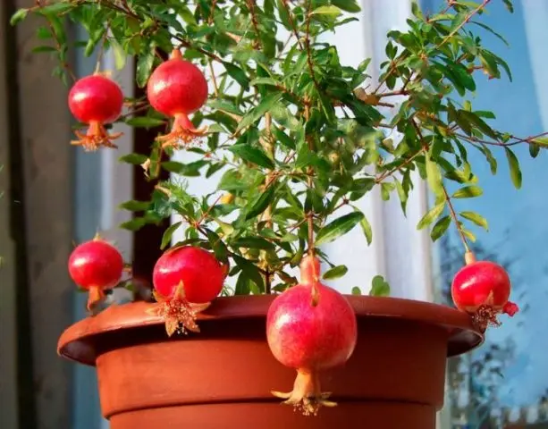 Reproduction of pomegranate cuttings at home