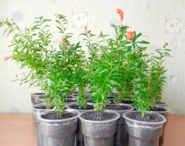 Reproduction of pomegranate cuttings at home