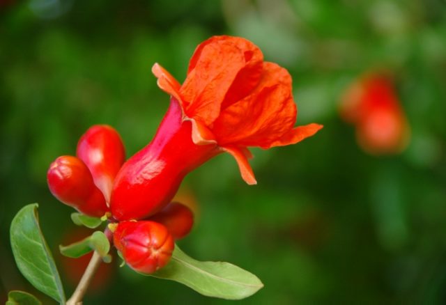 Reproduction of pomegranate cuttings at home