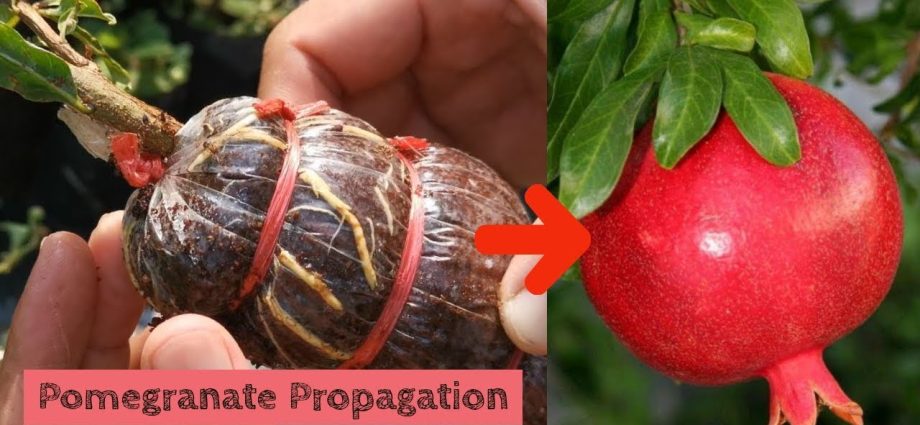 Reproduction of pomegranate cuttings at home