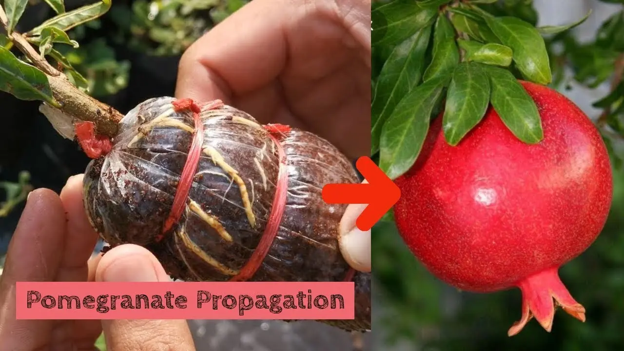 Reproduction of pomegranate cuttings at home