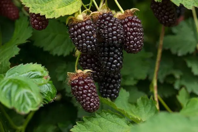 Reproduction of raspberries: in autumn, spring, cuttings, dropping