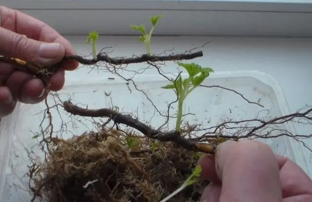 Reproduction of raspberries: in autumn, spring, cuttings, dropping