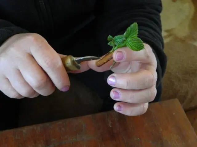 Reproduction of raspberries: in autumn, spring, cuttings, dropping