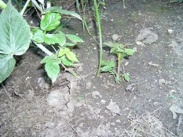 Reproduction of raspberries: in autumn, spring, cuttings, dropping