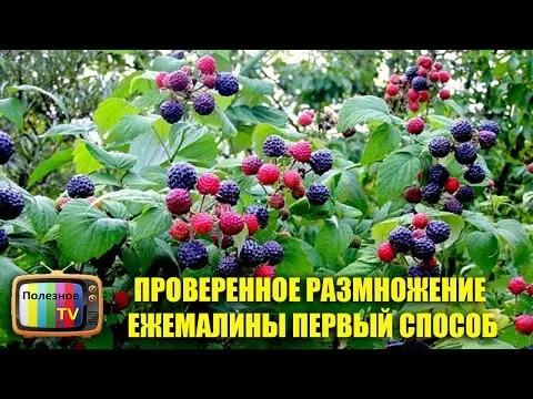 Reproduction of raspberries: in autumn, spring, cuttings, dropping