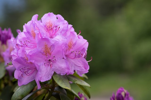 Reproduction of rhododendron by cuttings, seeds