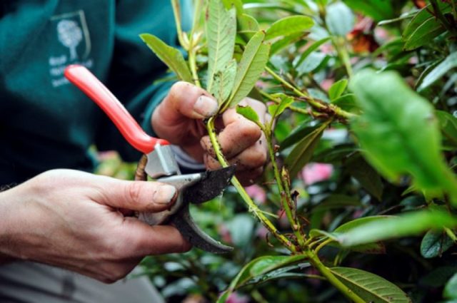 Reproduction of rhododendron by cuttings, seeds