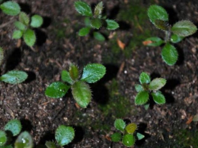 Reproduction of rhododendron by cuttings, seeds