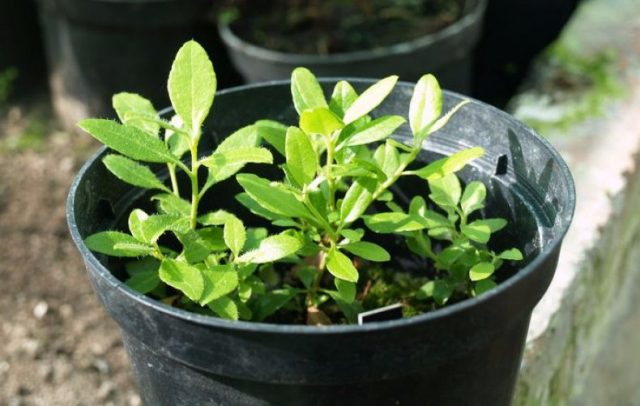 Reproduction of rhododendron by cuttings, seeds