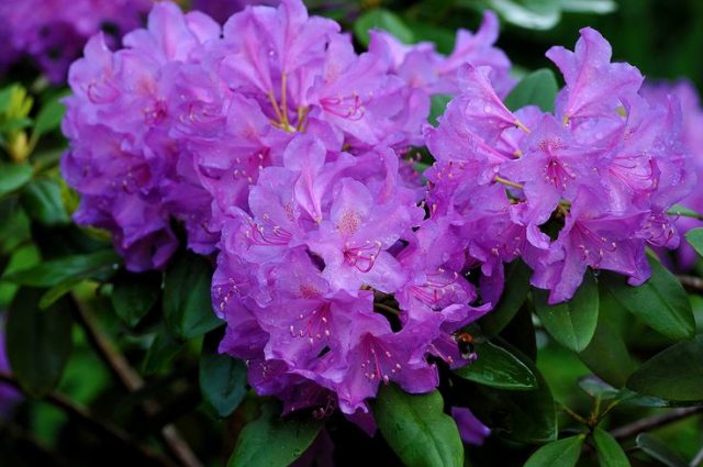 Reproduction of rhododendron by cuttings, seeds