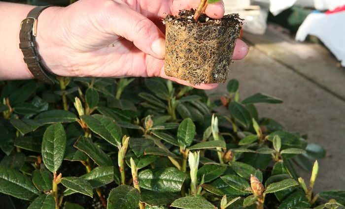 Reproduction of rhododendron by cuttings, seeds