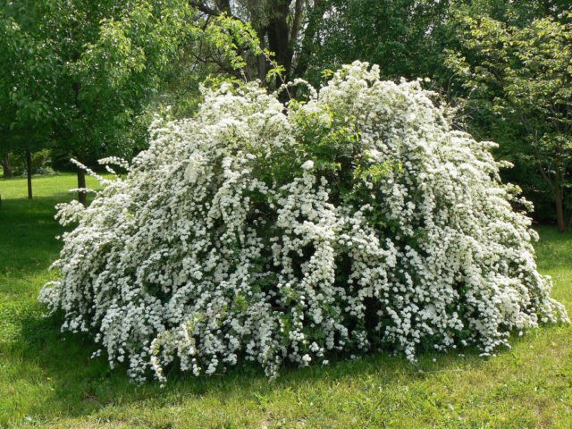 Reproduction of spirea