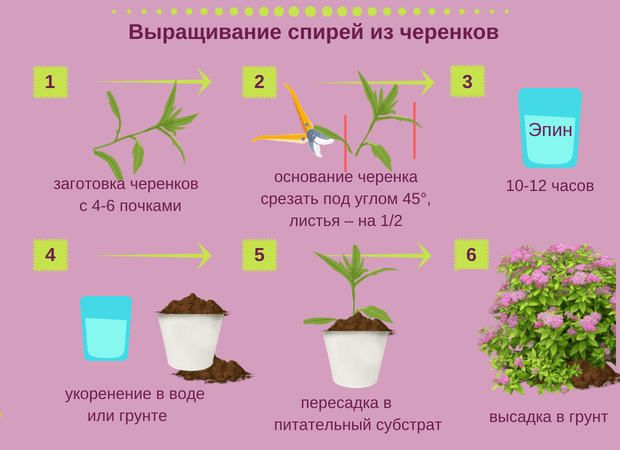 Reproduction of spirea