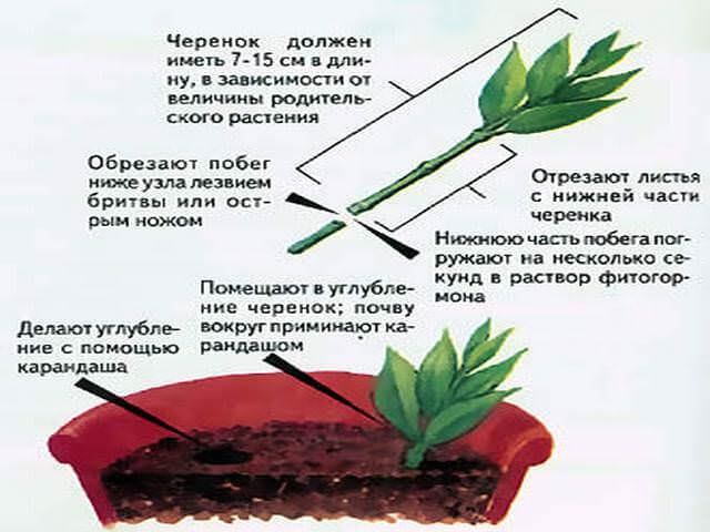 Reproduction of spirea