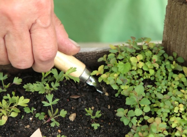 Reproduction of spirea