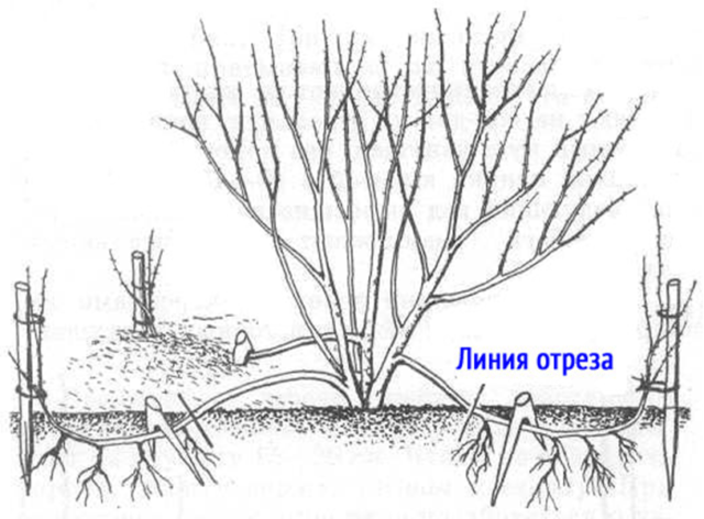 Reproduction of spirea