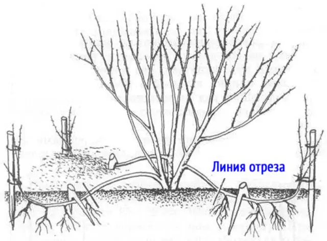 Reproduction of spirea