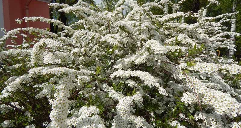 Reproduction of spirea