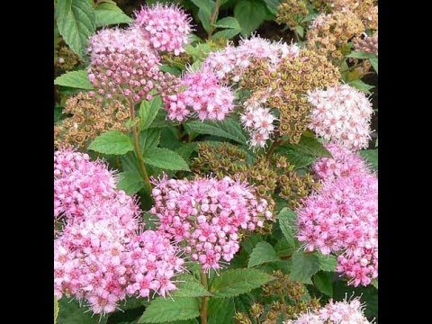 Reproduction of spirea