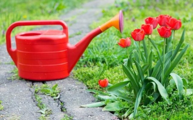 Reproduction of tulips by children and seeds