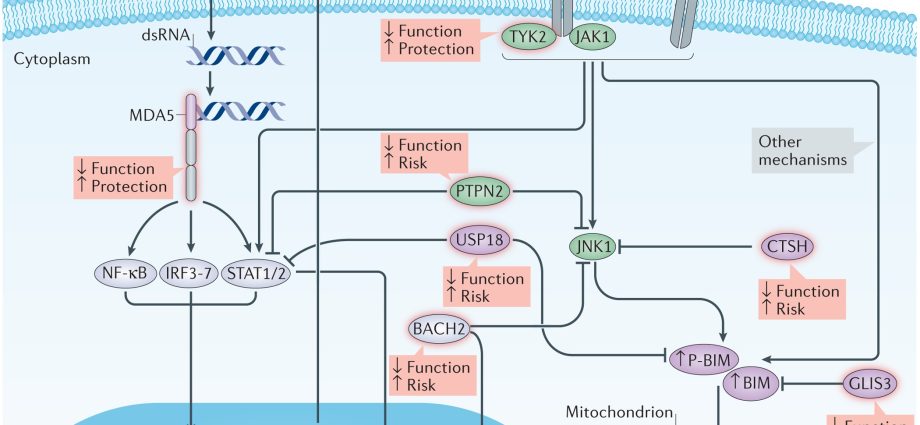 Research confirms the link between viruses and type 1 diabetes