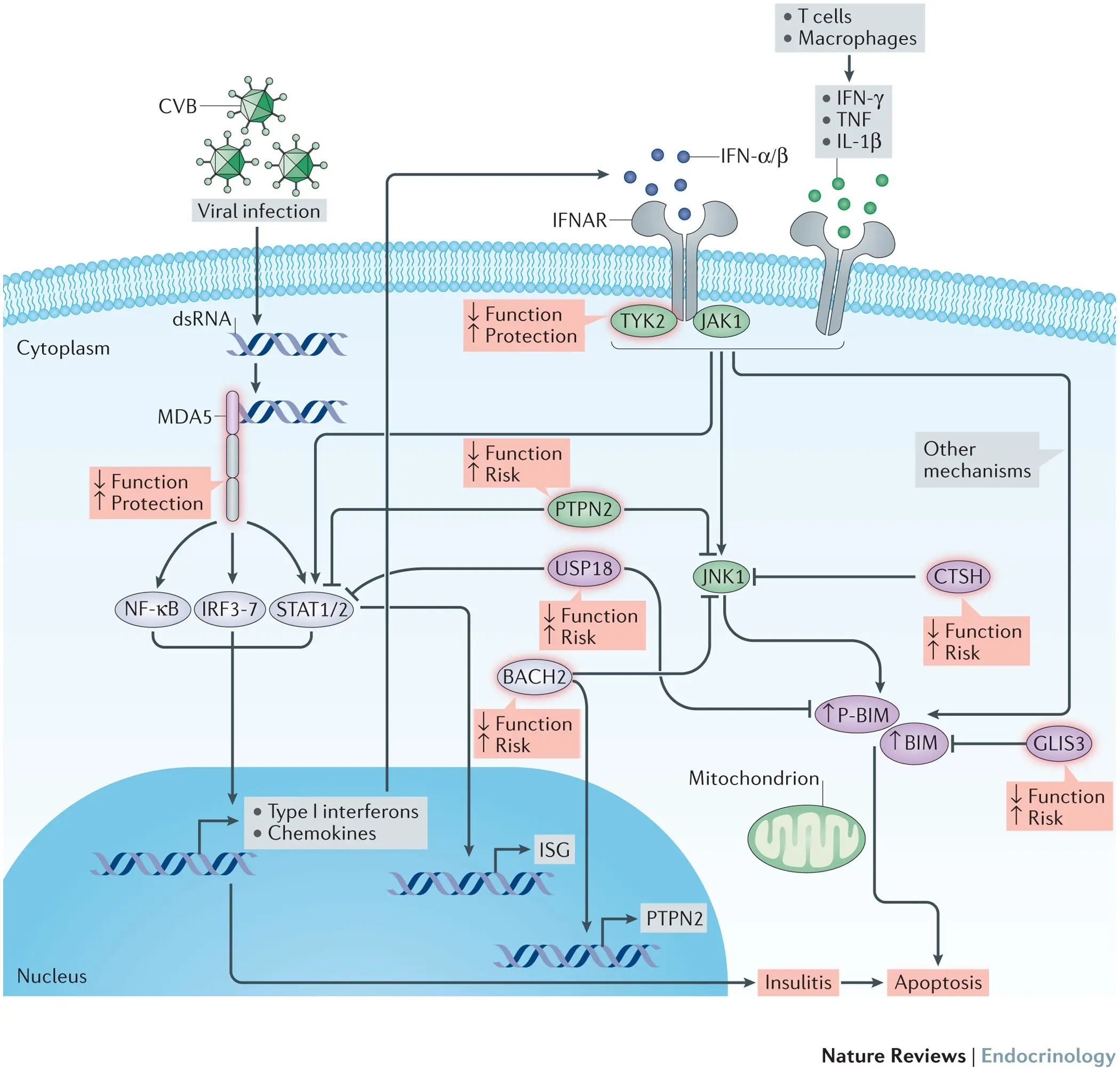 Research confirms the link between viruses and type 1 diabetes