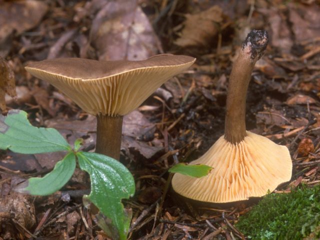 Resinous black breast: photo and description of the fungus