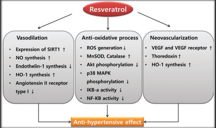 Resveratrol &#8211; action, properties, price. Is Resveratrol Safe?