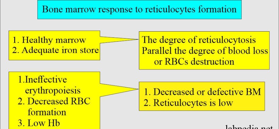 Ретикулоцит - норм, дутагдал, илүүдэл. Шалгалтанд ямар заалтууд байдаг вэ?