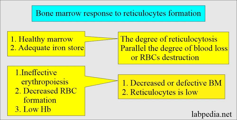 Reticulocytes &#8211; norm, deficiency, excess. What are the indications for the examination?