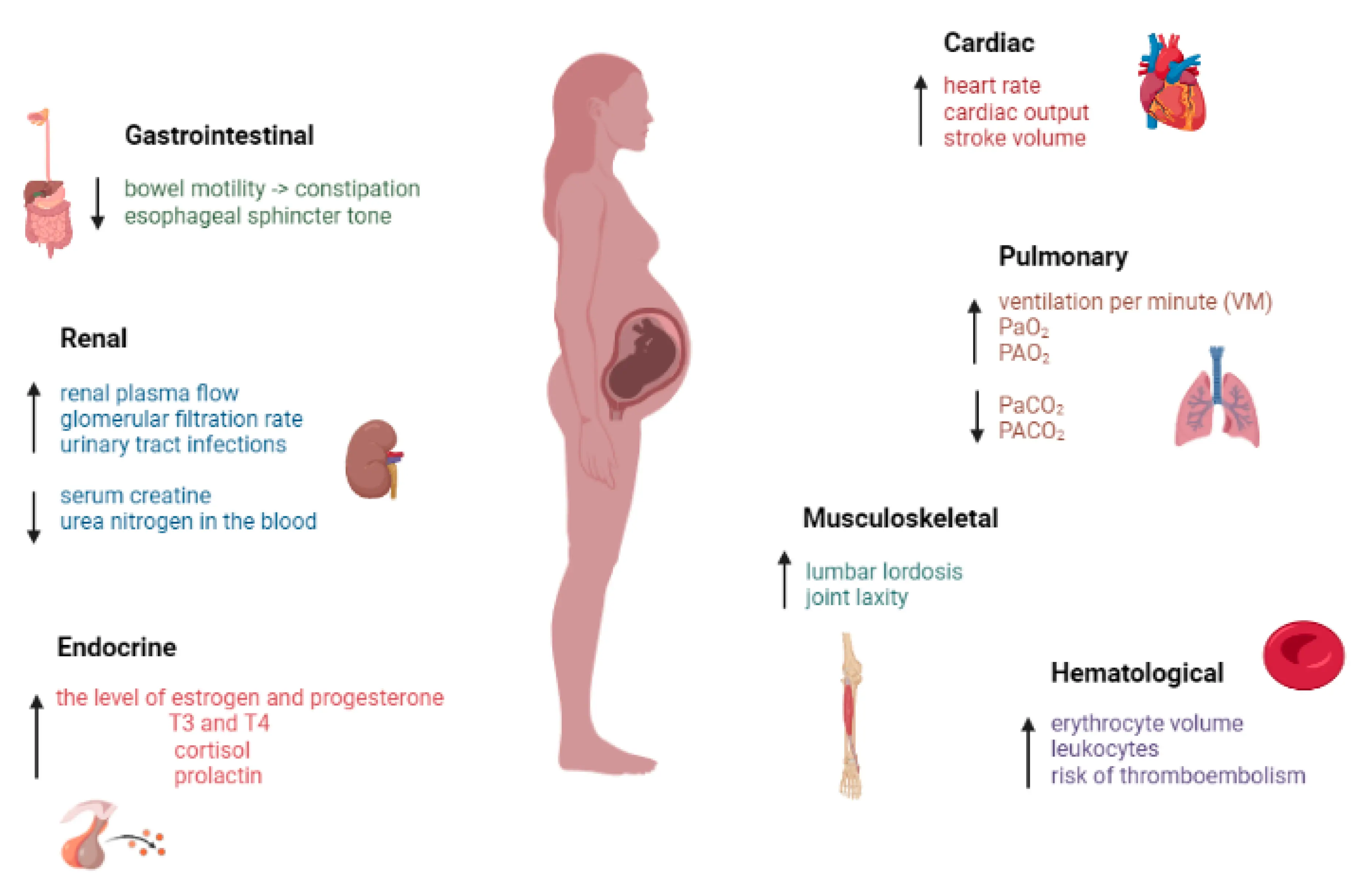 Retraction of the uterus &#8211; what is it? Is it dangerous for pregnant women? The expert replies