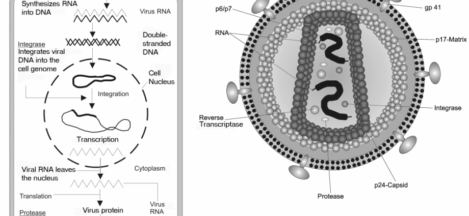 Retroviruses and retroviral infections &#8211; causes, symptoms and treatment