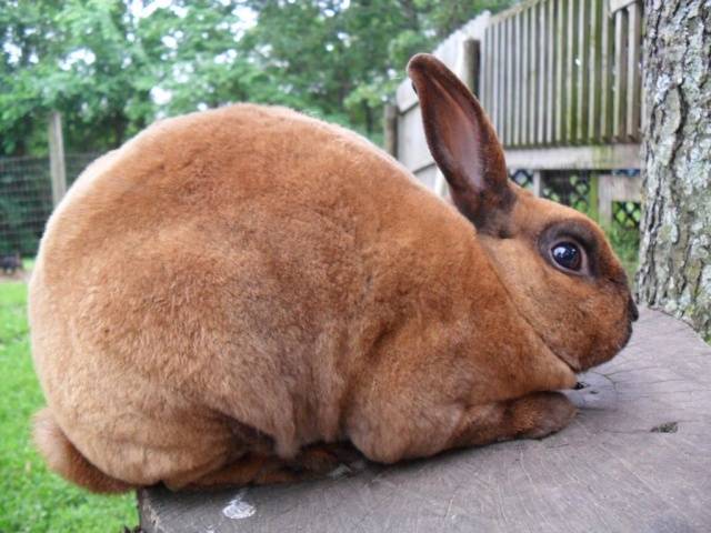 Rex rabbits: dwarf, large