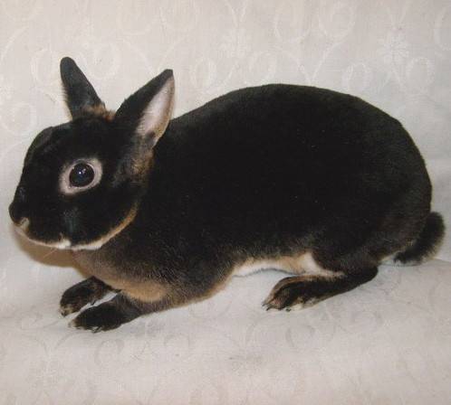 Rex rabbits: dwarf, large