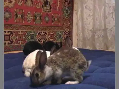 Rex rabbits: dwarf, large