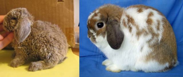 Rex rabbits: dwarf, large