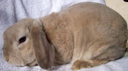 Rex rabbits: dwarf, large