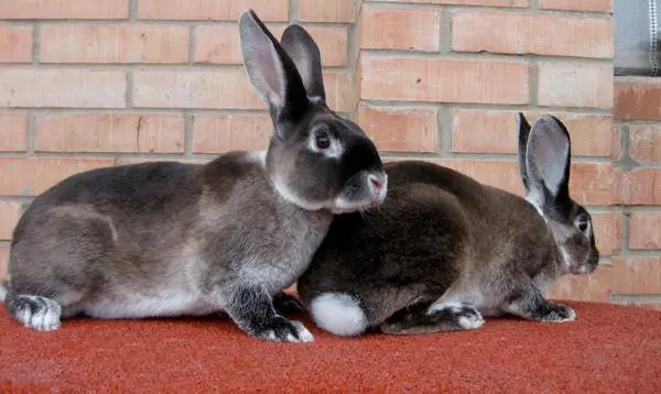 Rex rabbits: dwarf, large